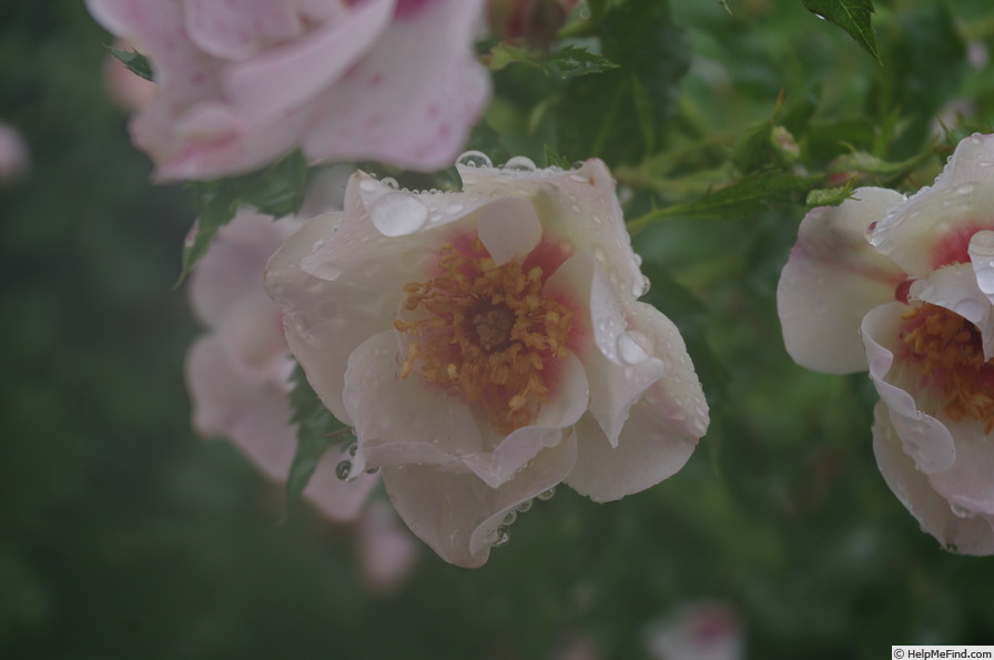 'Eridu Babylon' rose photo