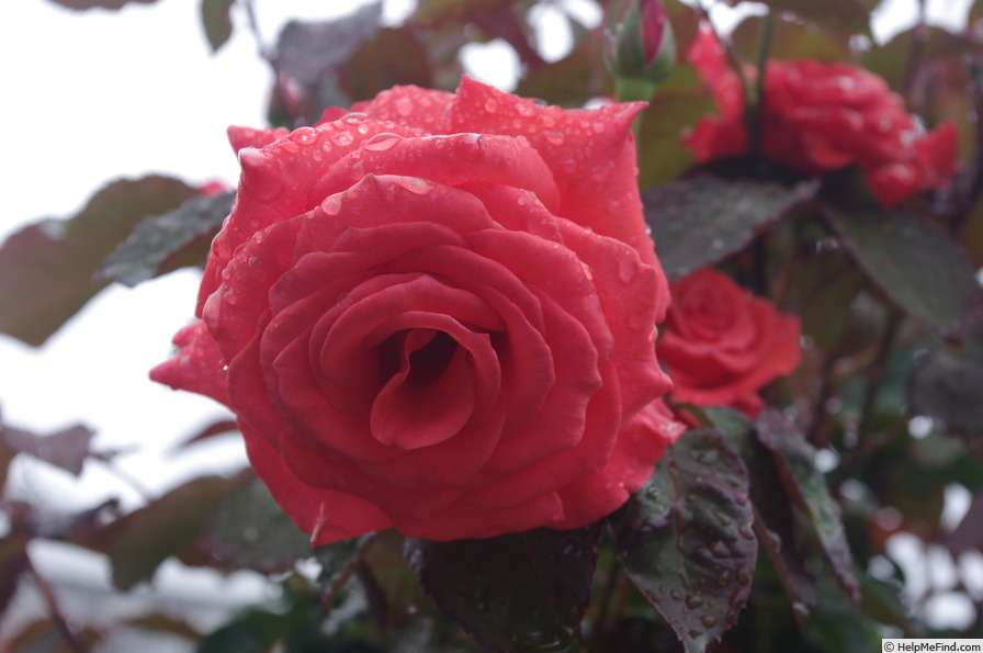 'Lady Rose ® (hybrid tea, Kordes, 1979)' rose photo