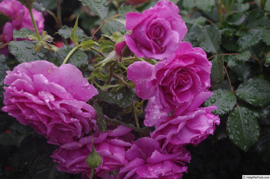 'Scented Air (floribunda, Interplant, 2007)' rose photo