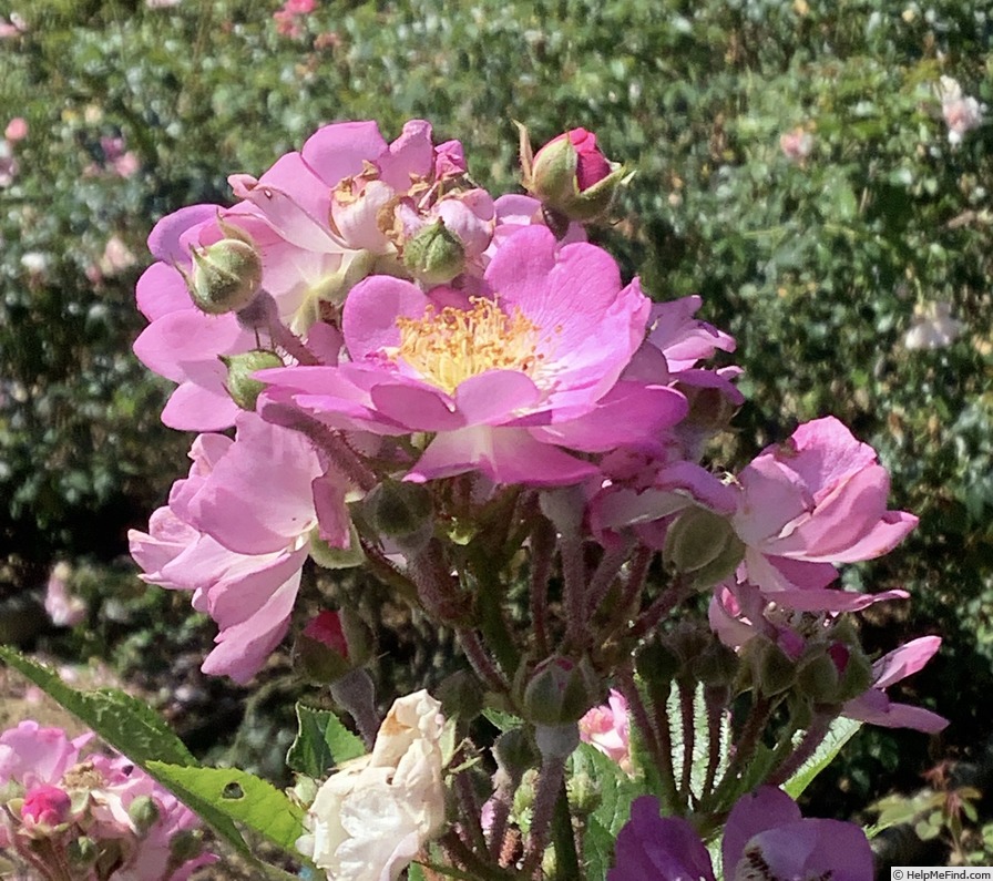 '362-64' rose photo