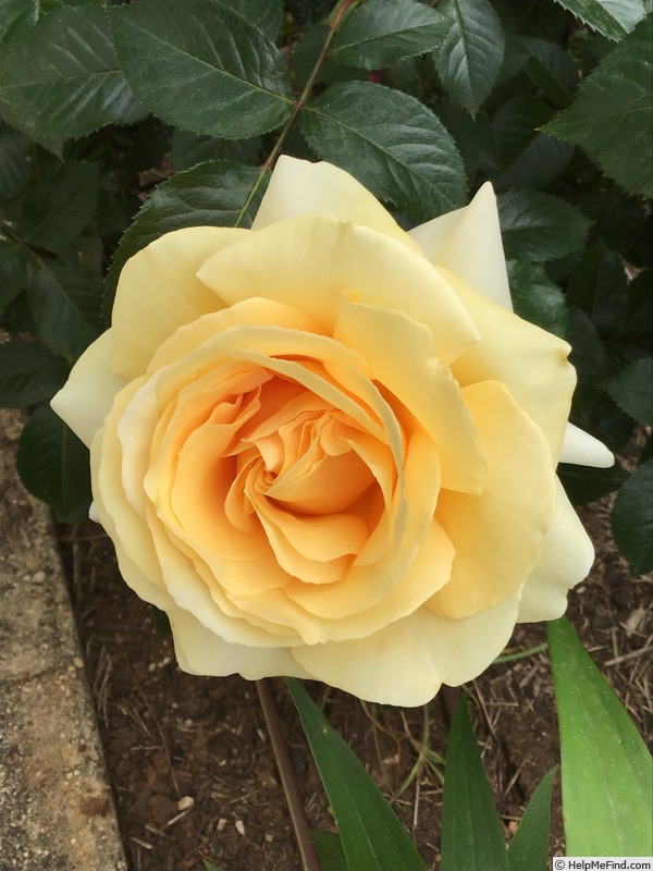 'Winter Sun ® (hybrid tea, Kordes 2001)' rose photo