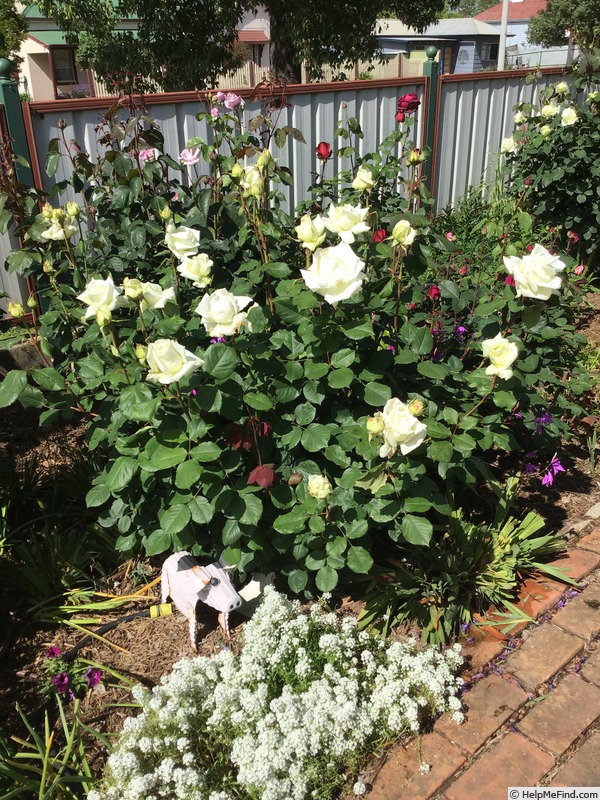 'Pope John Paul II ™ (Hybrid Tea, Zary, 2006)' rose photo