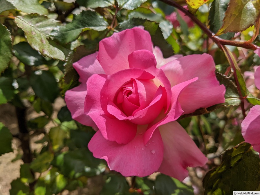 'Mrs. Harold Alston' rose photo