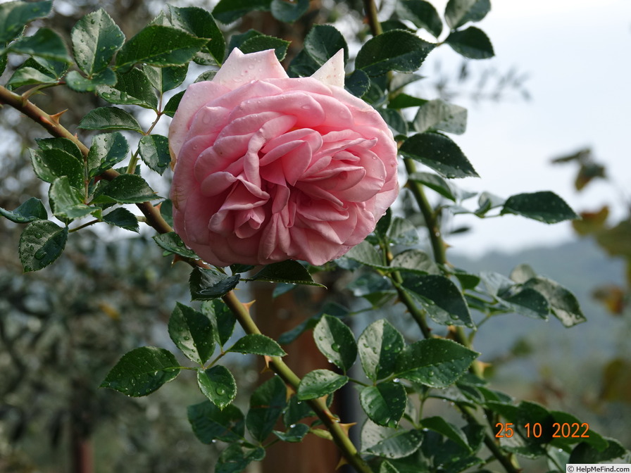 'La Fontaine aux Perles ®' rose photo