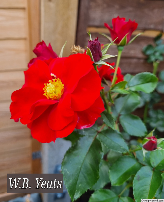 'WB Yeats' rose photo