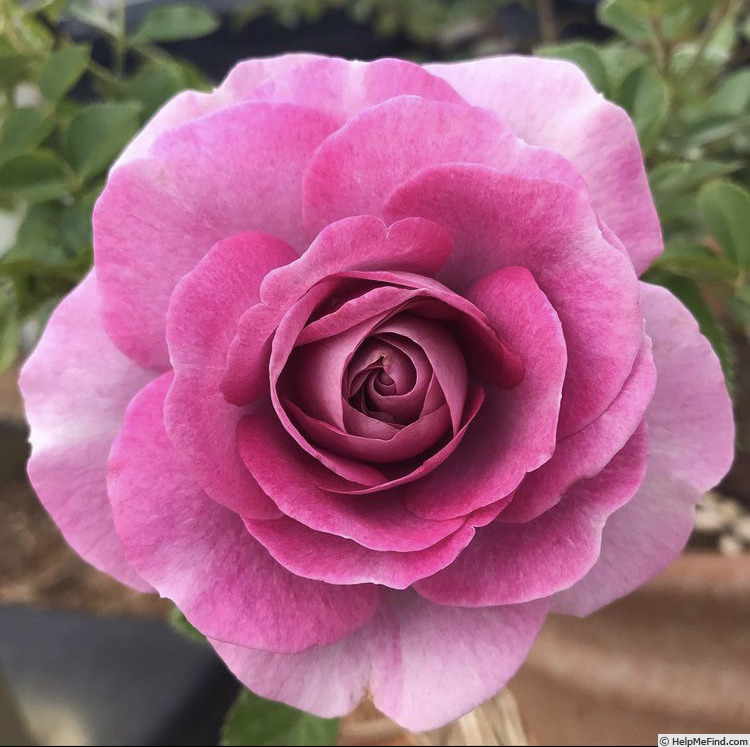 'Violet's Pride' rose photo