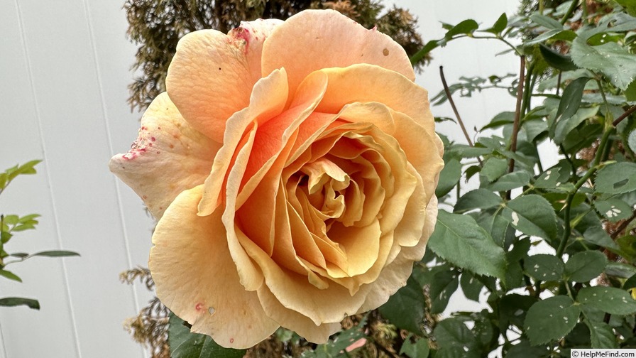 'Peach Perfection' rose photo