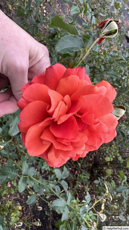 'Foxy Lady (floribunda, Jalbert 2015)' rose photo