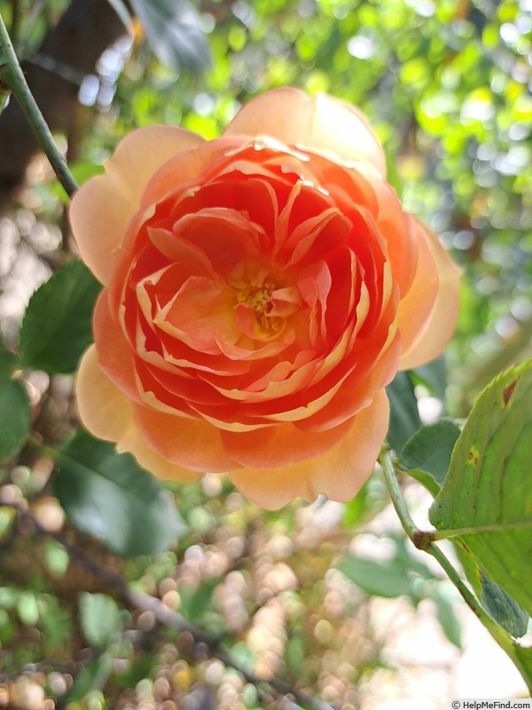 'Lady of Shalott ®' rose photo