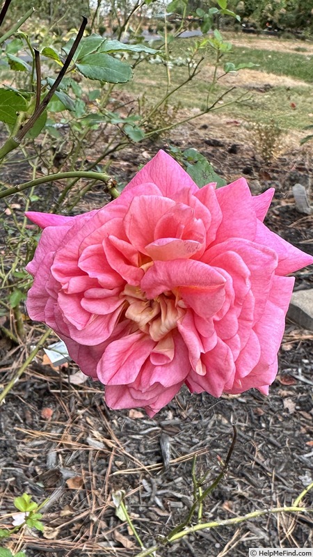 'Christopher Marlowe' rose photo