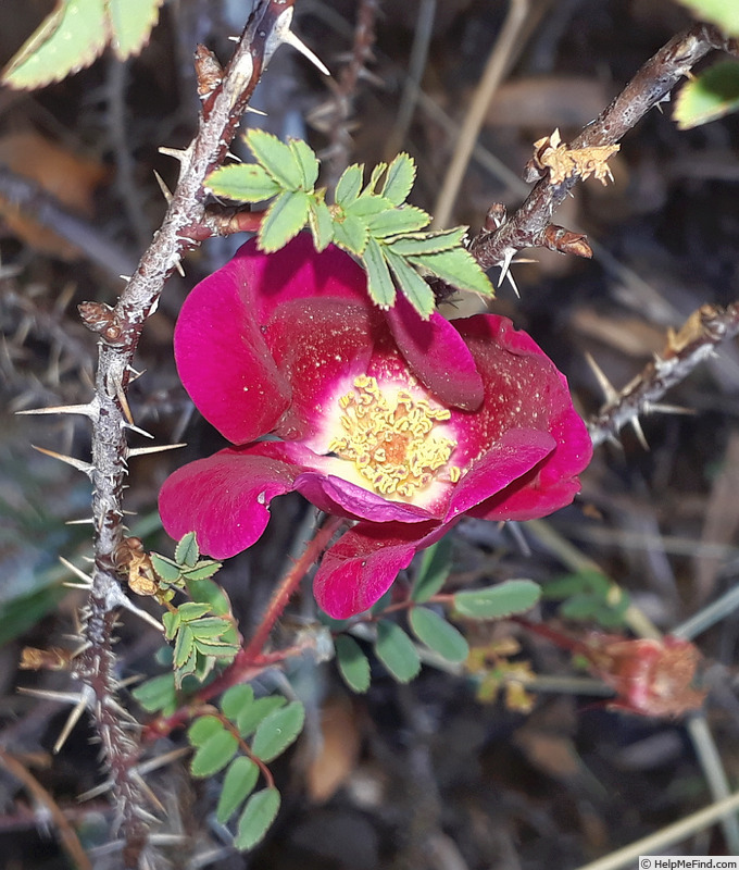 '<I>Rosa spinosissima</i> 'William III'' rose photo