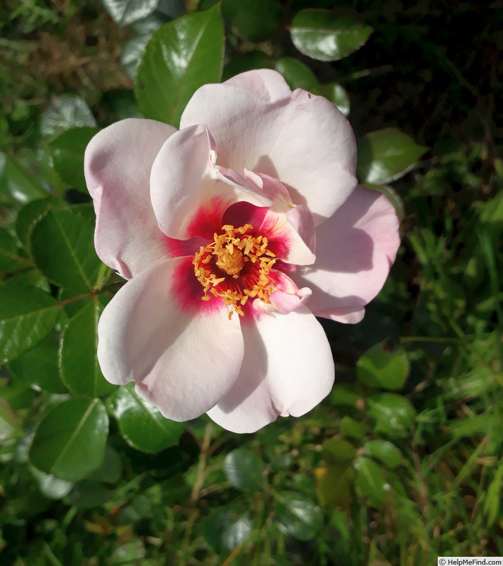 'HARzimlet' rose photo