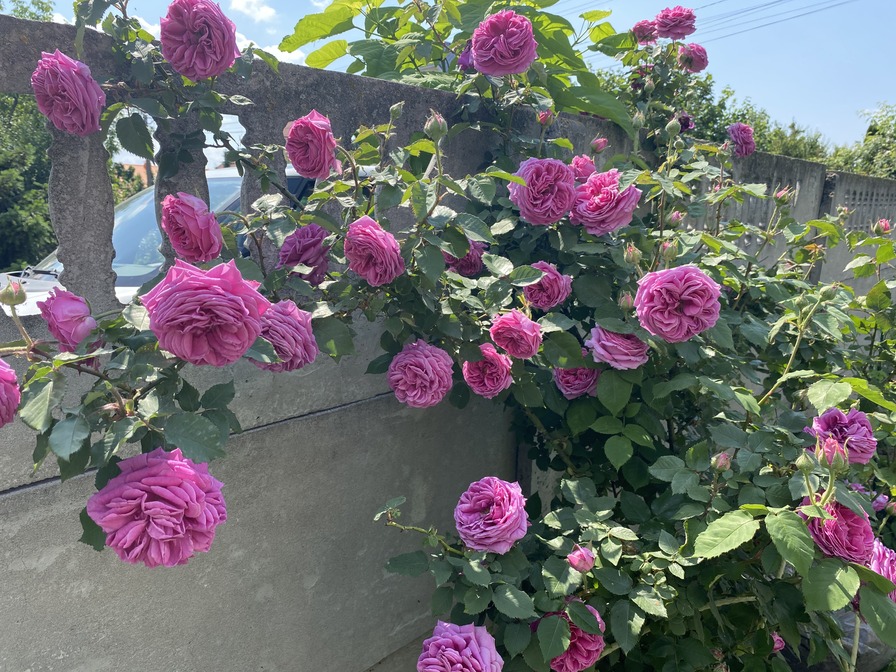 'Madame Isaac Pereire (Bourbon, Garcon, 1876)' rose photo