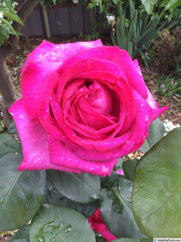 'Parole ®' rose photo