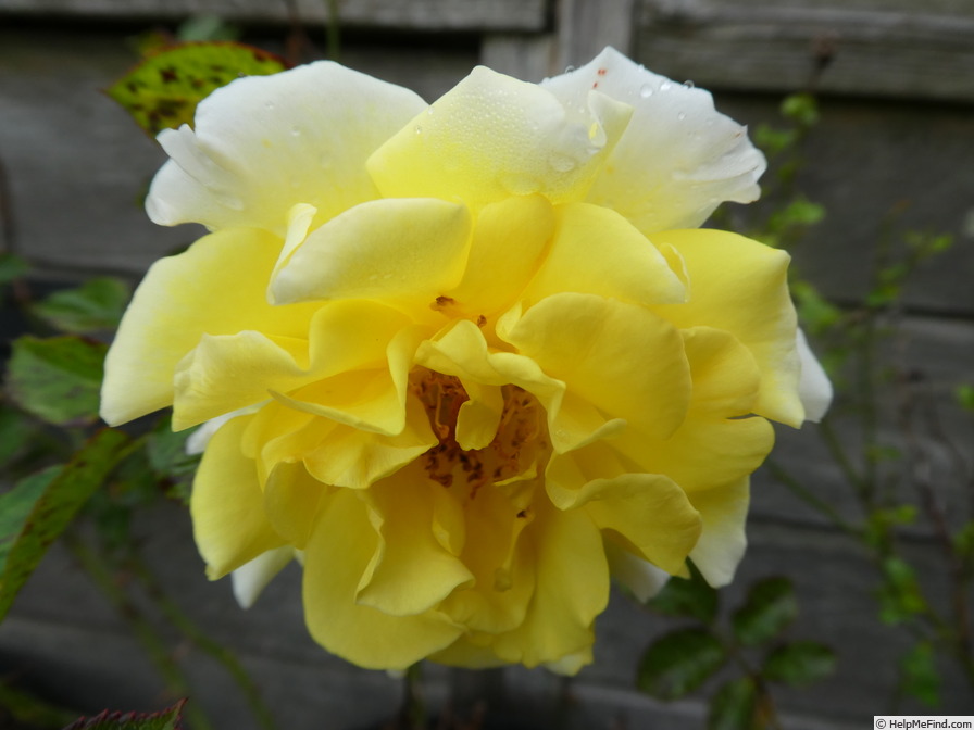 'Yellow Submarine' rose photo