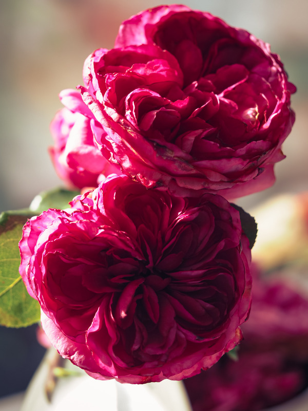 'Audrey Fleurot ®' rose photo