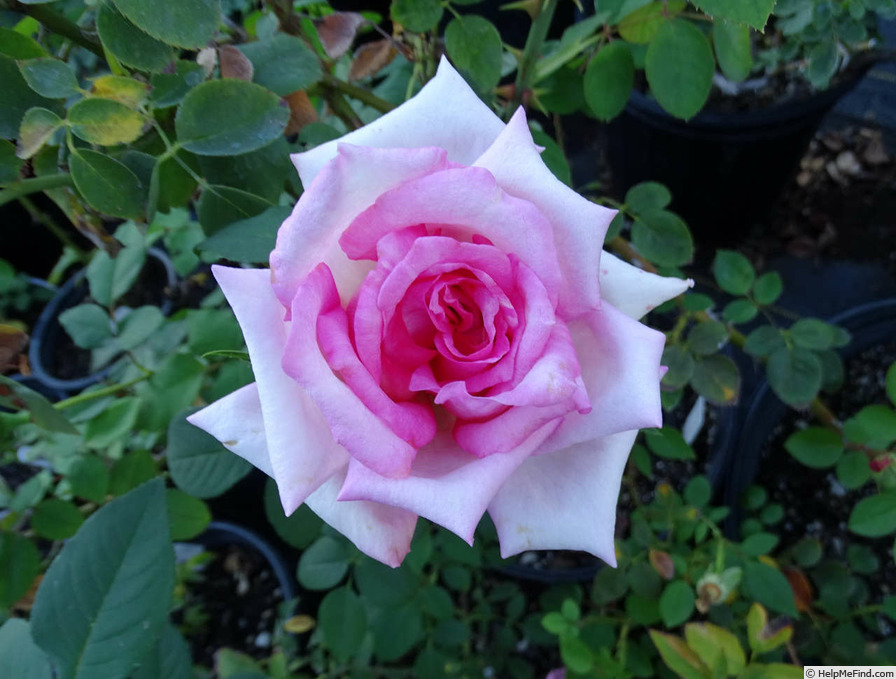 'Camphill Glory' rose photo