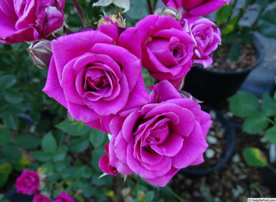 'Chess ®' rose photo