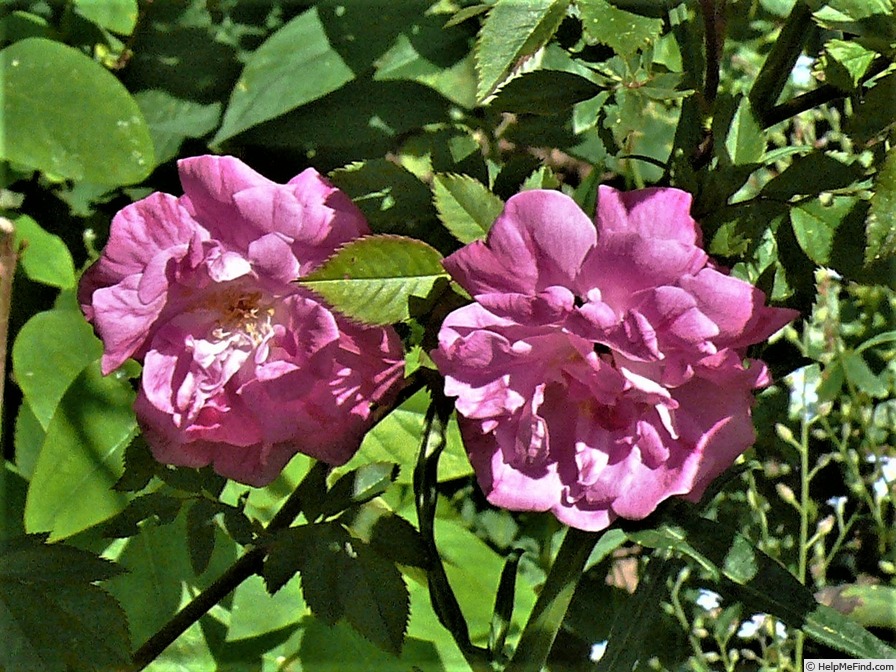 'Hapenmora' rose photo