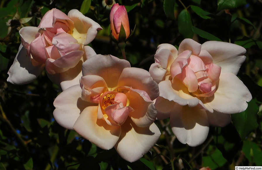 'Bishop Darlington' rose photo