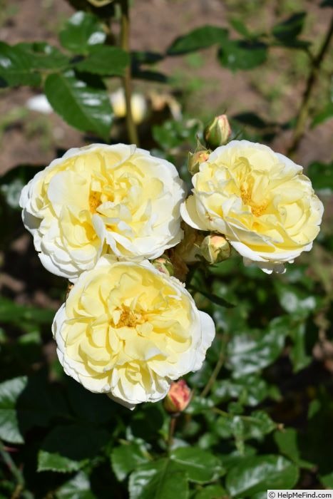 'Bamako' rose photo