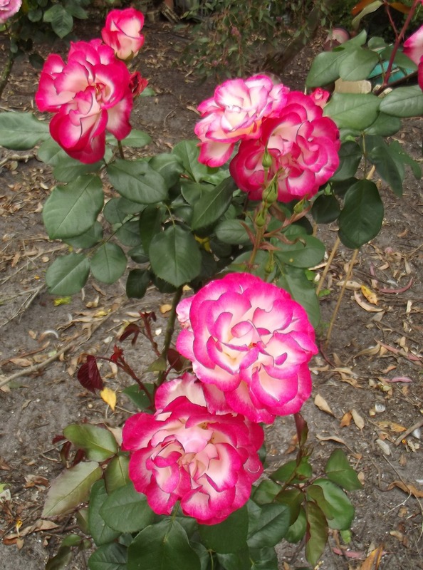 'OzRose of Allanson'  photo
