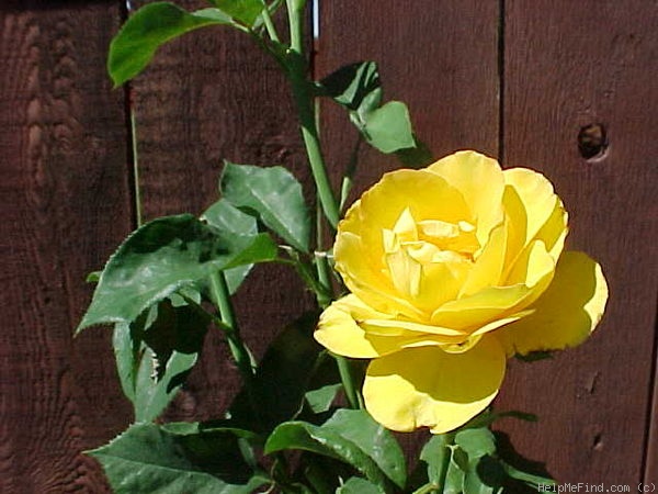 'Radiant Perfume ™' rose photo
