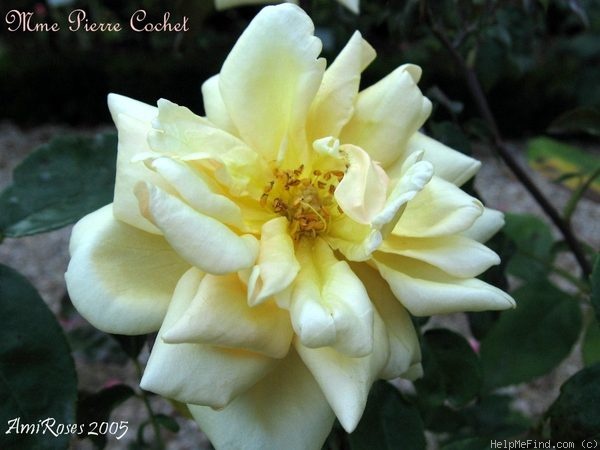 'Madame Pierre Cochet' rose photo