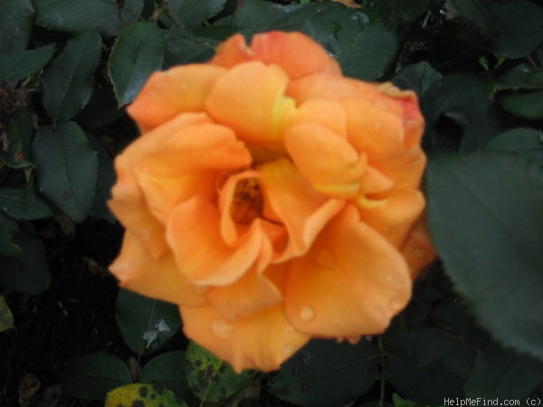 'Bob Greaves' rose photo