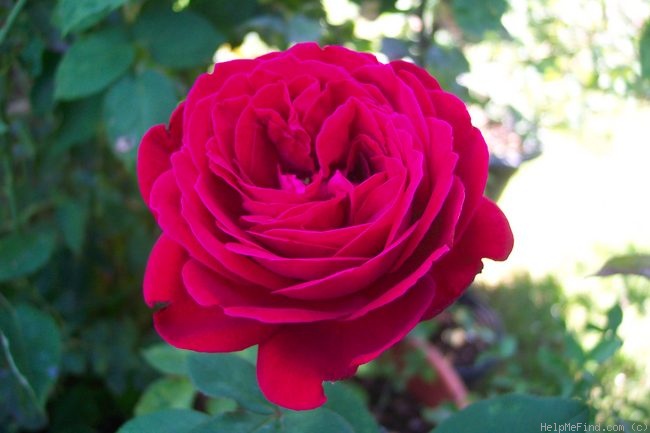 'Jean Rex' rose photo