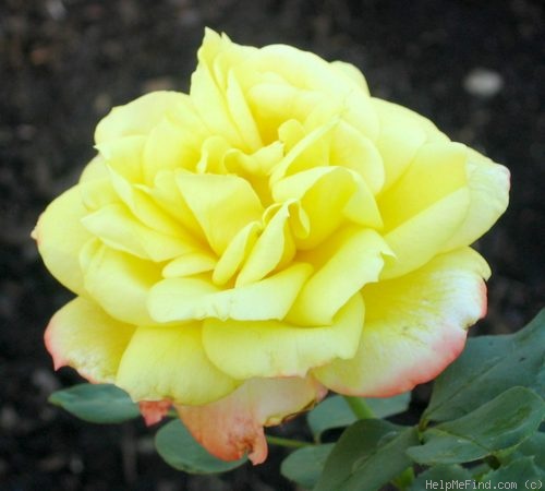 'Fragrant Keepsake ™' rose photo