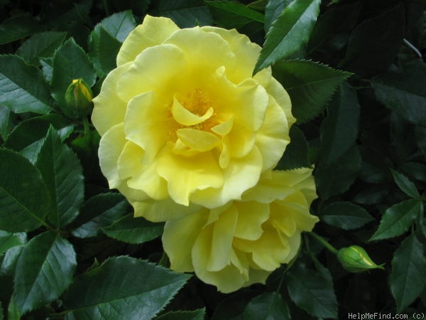 'Bayerngold ®' rose photo