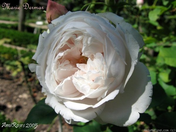 'Marie Dermar' rose photo