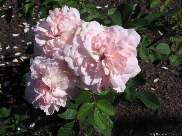 'Rosemoor ™' rose photo
