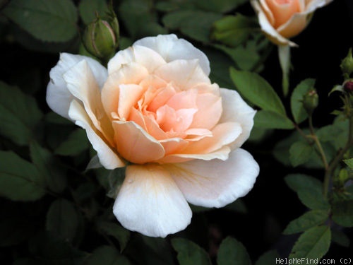 'Mrs. Aaron Ward' rose photo