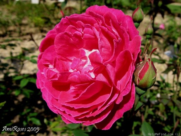 'Belle de Monza' rose photo