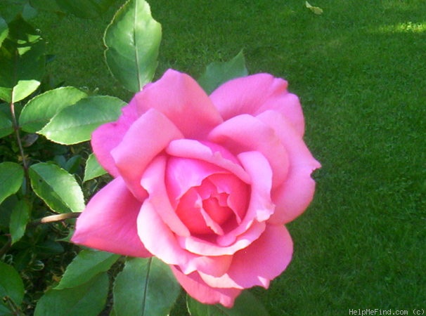 'Bel Ange' rose photo