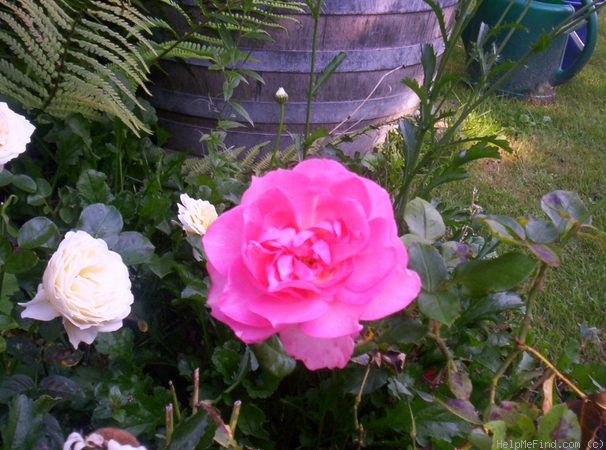 'Guy de Maupassant ®' rose photo