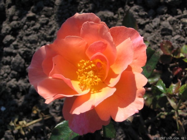 'Fragrant Delight ® (floribunda, Tysterman, 1978)' rose photo