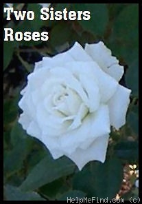 'Memphis Queen' rose photo