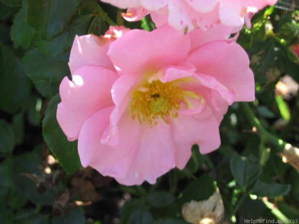 'Sommermorgen ®' rose photo
