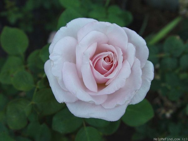 'Memoriam' rose photo