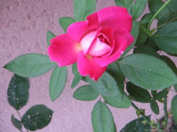 'Ornella Muti' rose photo