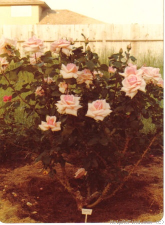 'Emily (hybrid tea, Baines, 1949)' rose photo