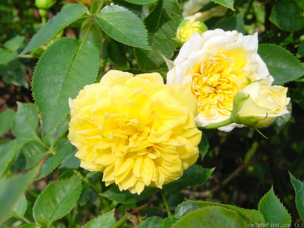 'Norfolk (yellow shrub, Olesen 1990)' rose photo