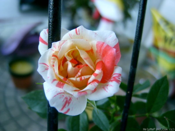 'Life Lines' rose photo
