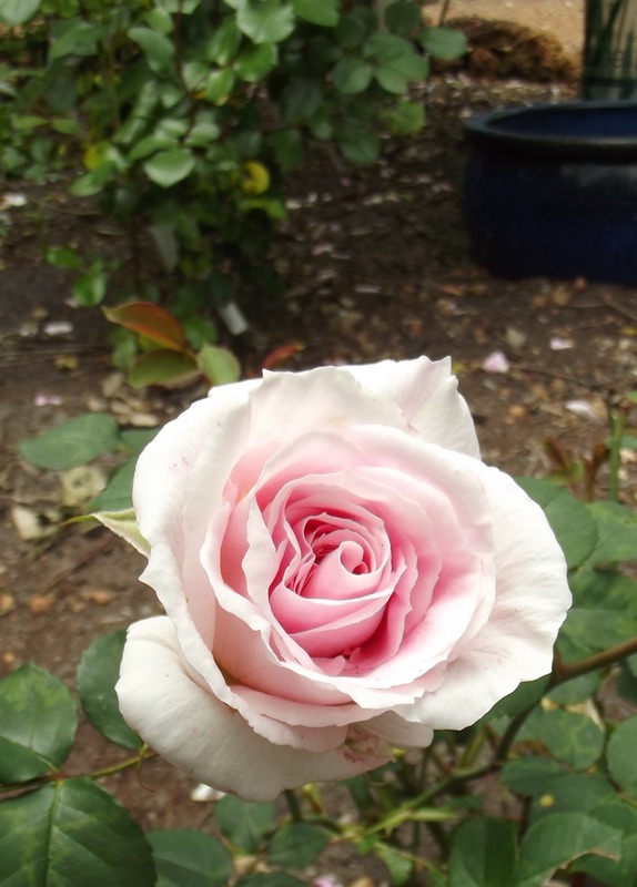 'OzRose of Allanson'  photo