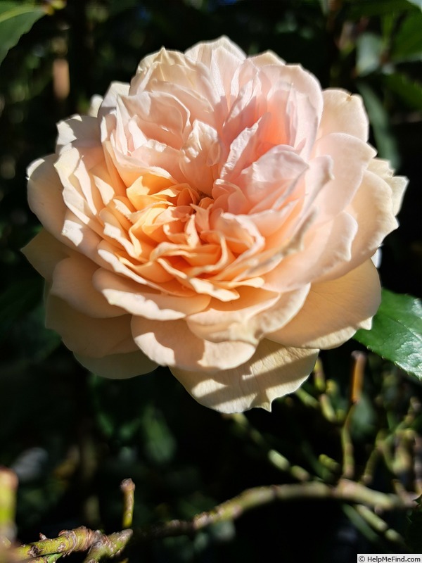 'Joie de Vivre (patio, Kordes 1997)' rose photo