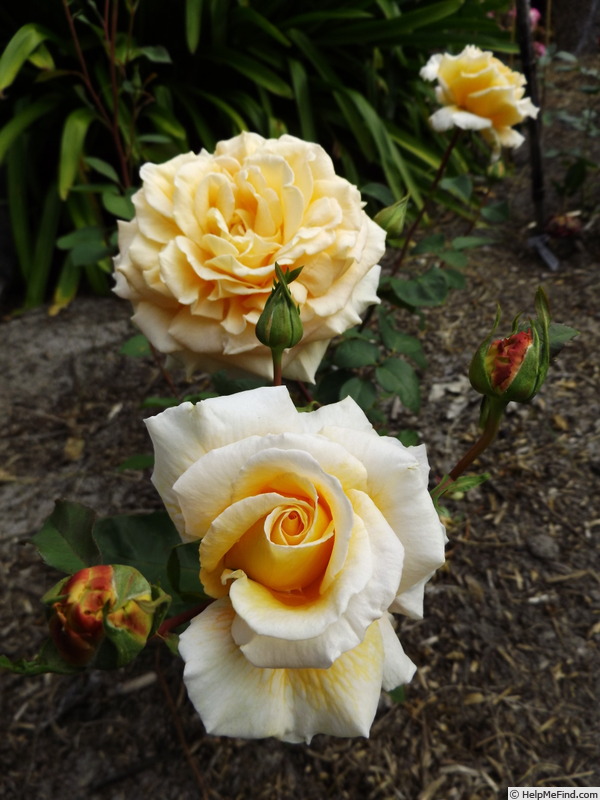 'SAS Golden Jubilee' rose photo