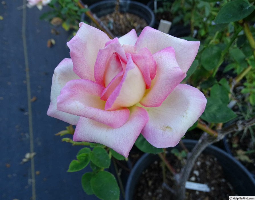 'Grand'mère Jenny' rose photo